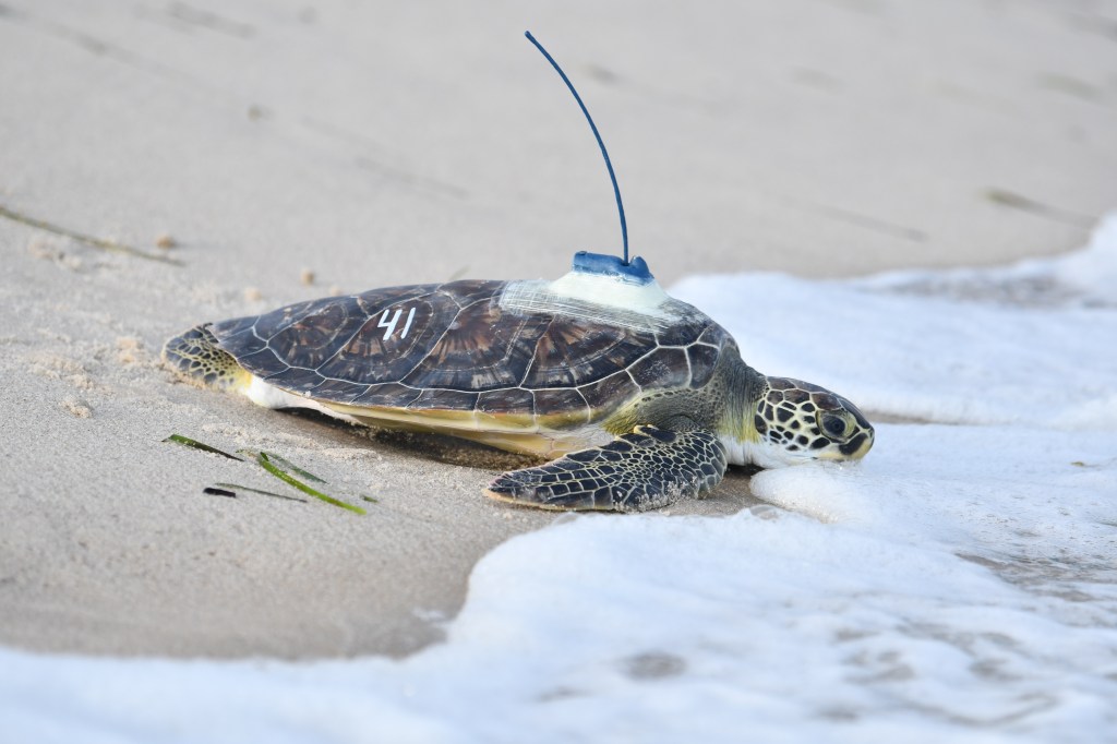 Growing Long Island Sea Turtle Rescue answers call for help