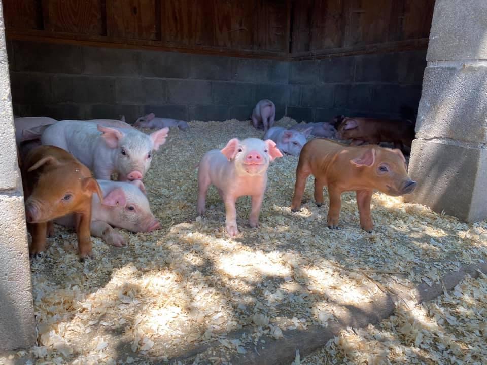 A Hidden Gem to discover at Suffolk County&nbsp;Farm